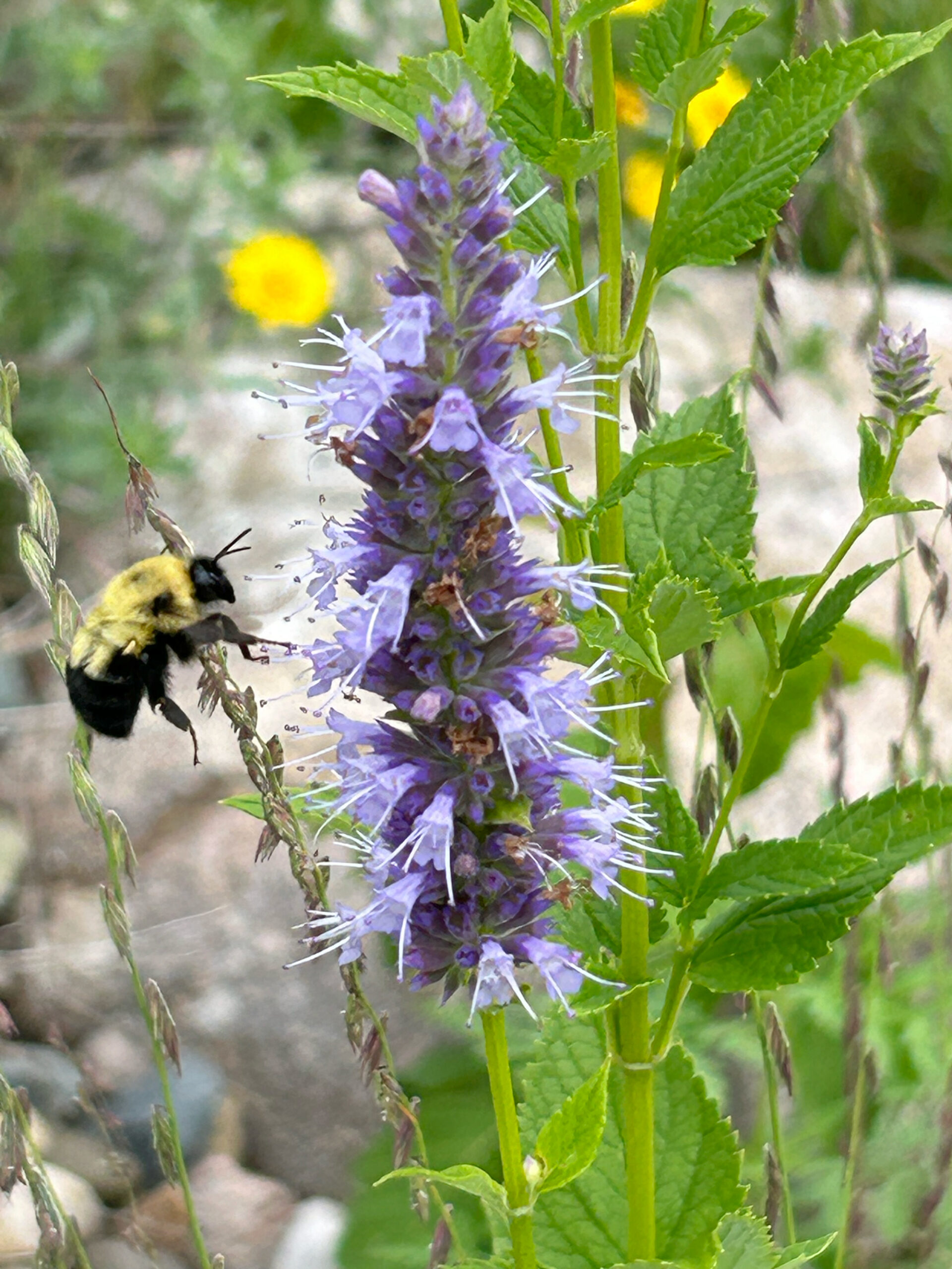 Blue Giant Hyssop Agastache Foeniculum Windflower Natives