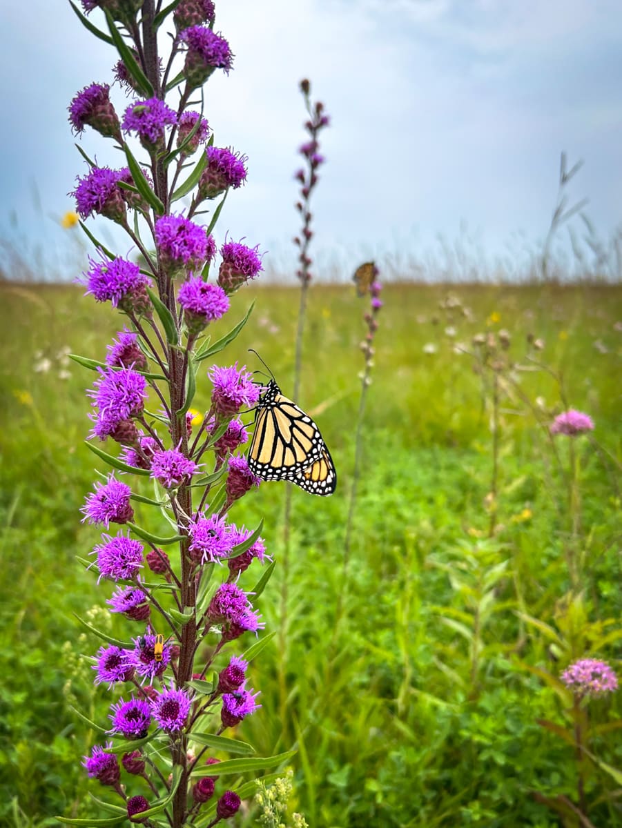 Meadow blazing star hotsell