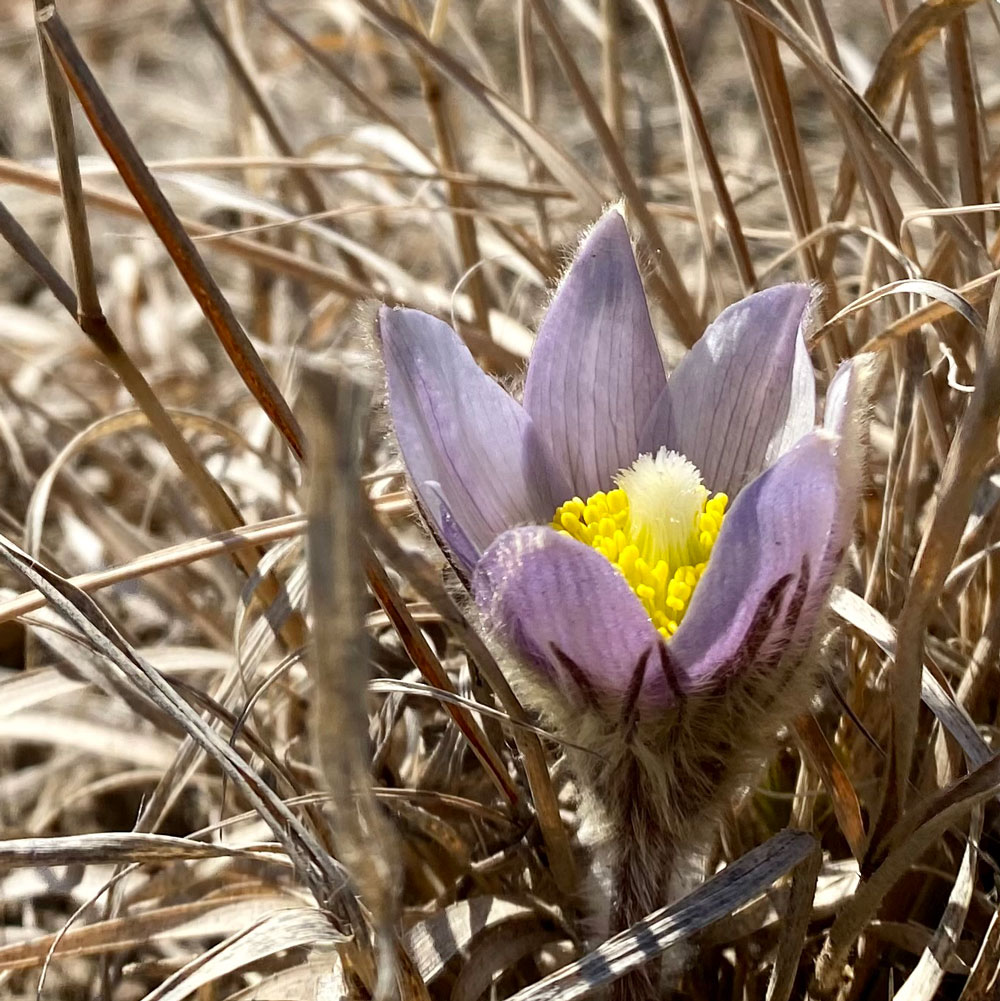 Pasque Flower, Anemone Patens - Windflower Natives