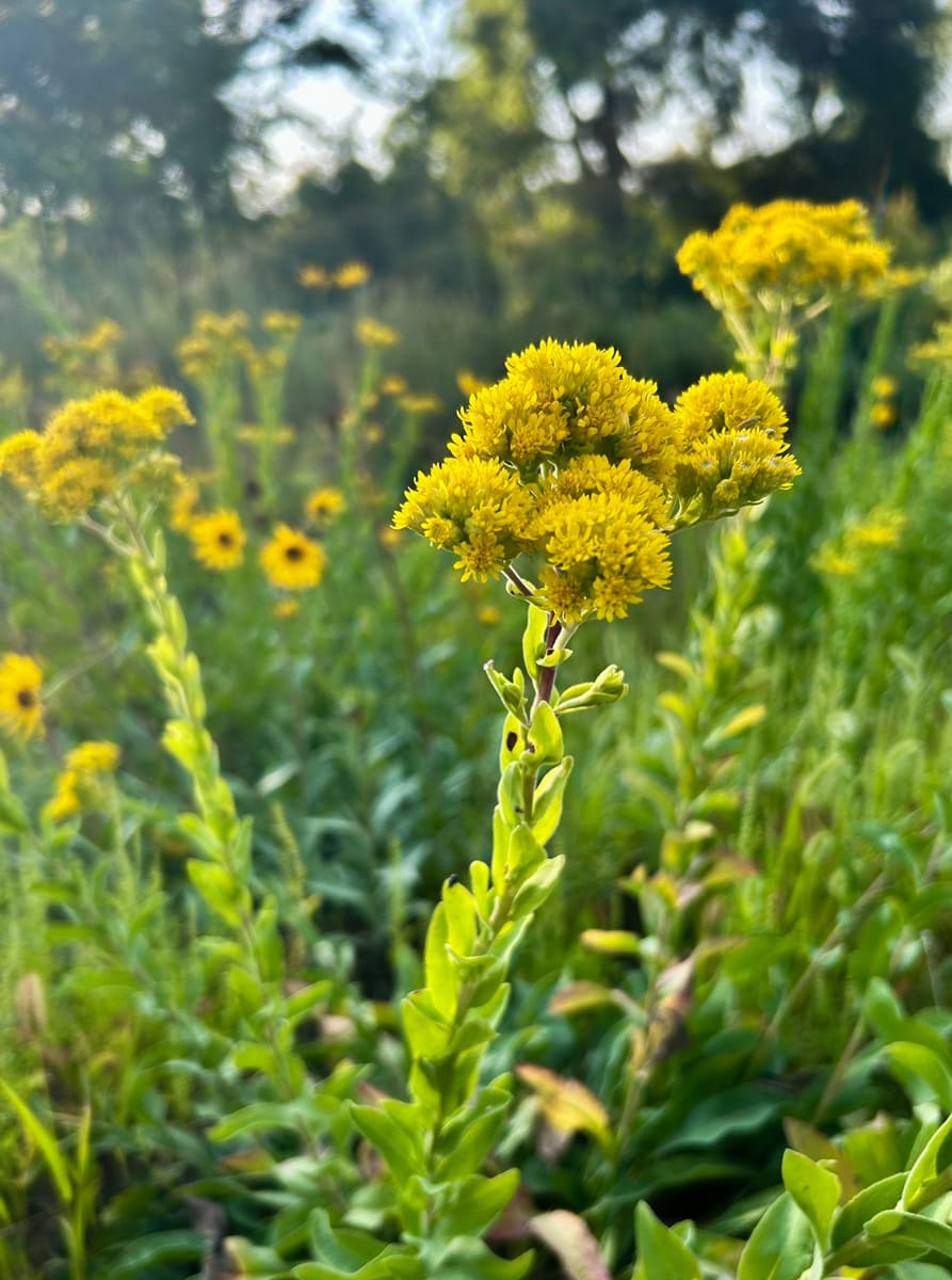 Stiff Goldenrod, Oligoneuron rigidum - Windflower Natives