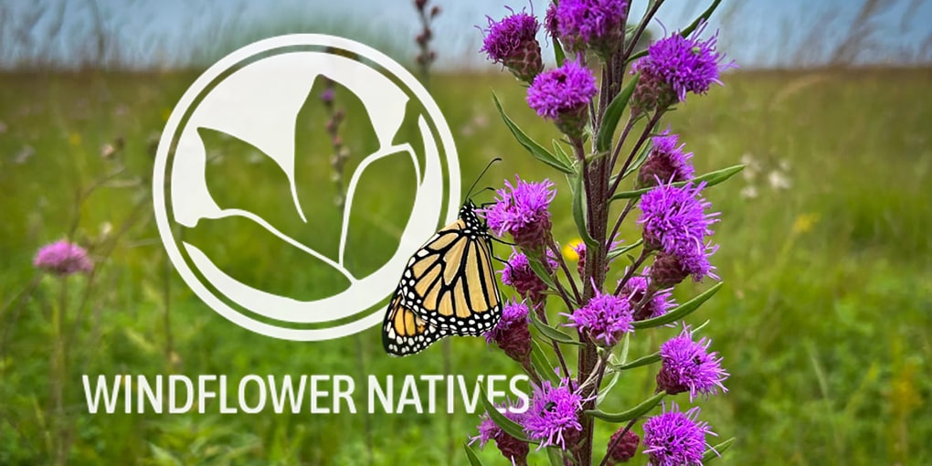 Step By Step Guide How To Install A Pollinator Garden Windflower Natives