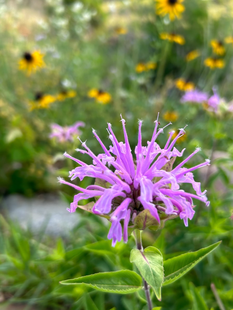 Wild bergamot discount