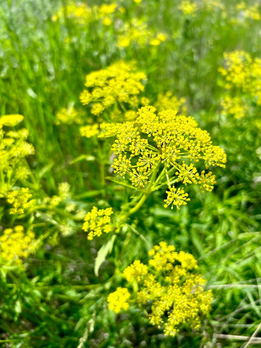 Golden Alexanders, Zizia aurea - Windflower Natives